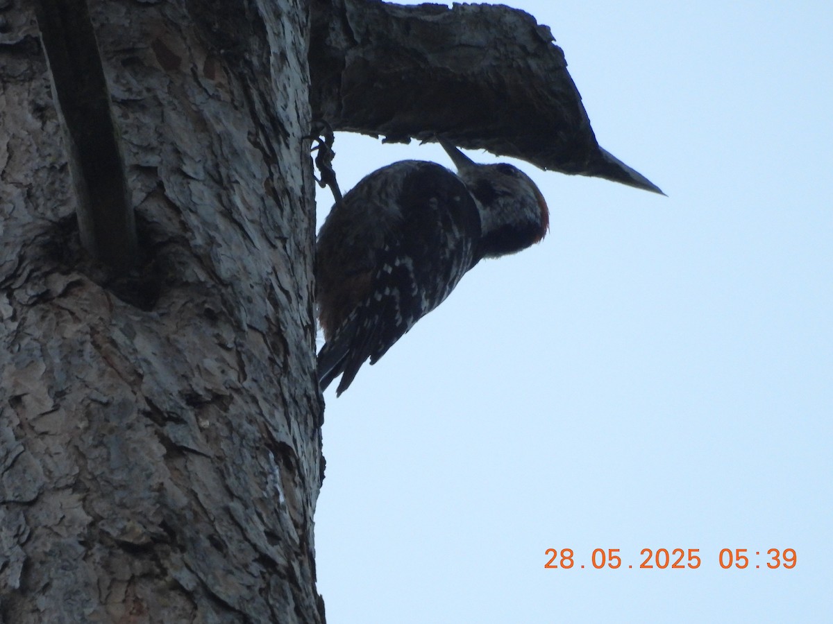 Brown-fronted Woodpecker - ML638023639