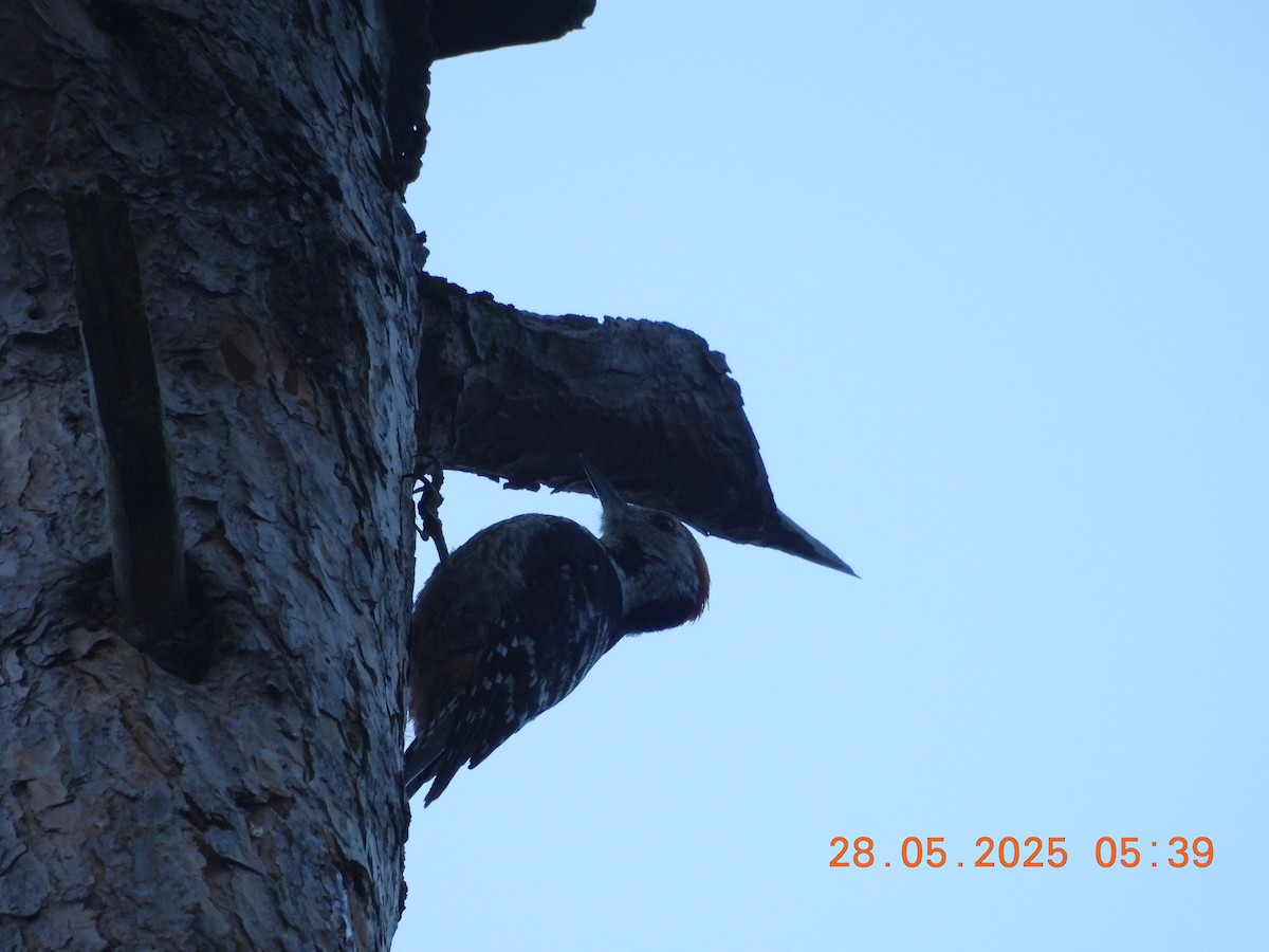 Brown-fronted Woodpecker - ML638023640