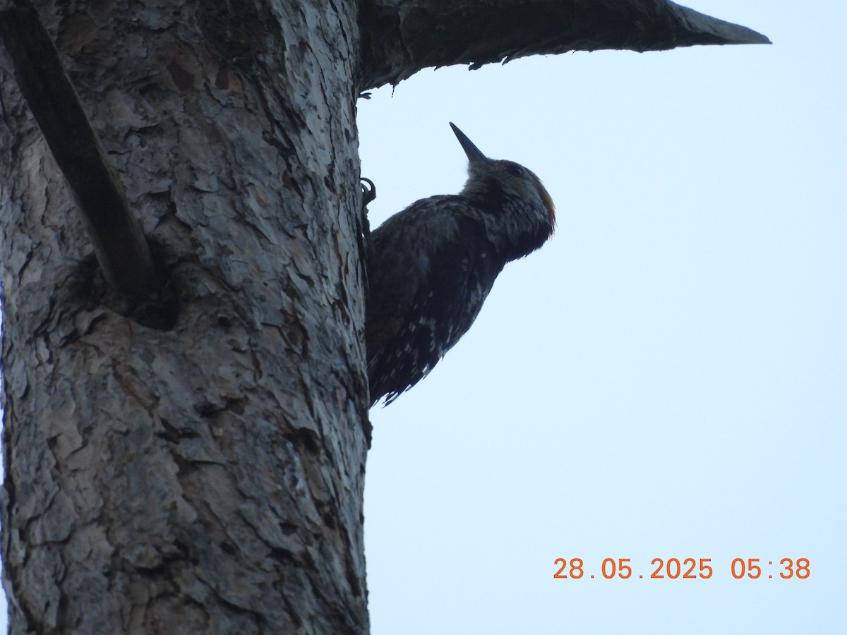 Brown-fronted Woodpecker - ML638023641