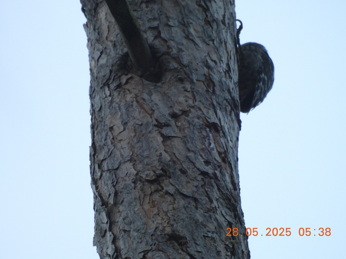 Brown-fronted Woodpecker - ML638023642