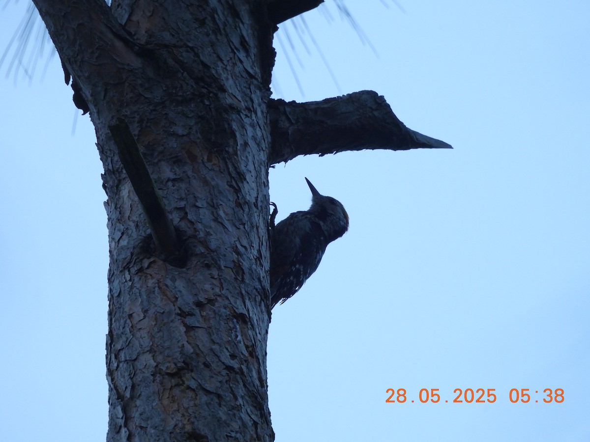 Brown-fronted Woodpecker - ML638023644