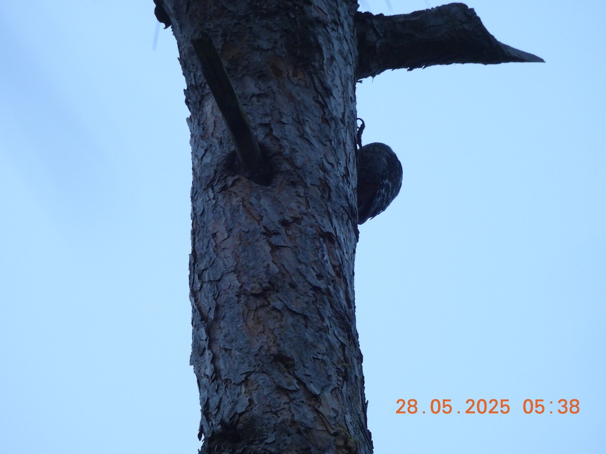Brown-fronted Woodpecker - ML638023645