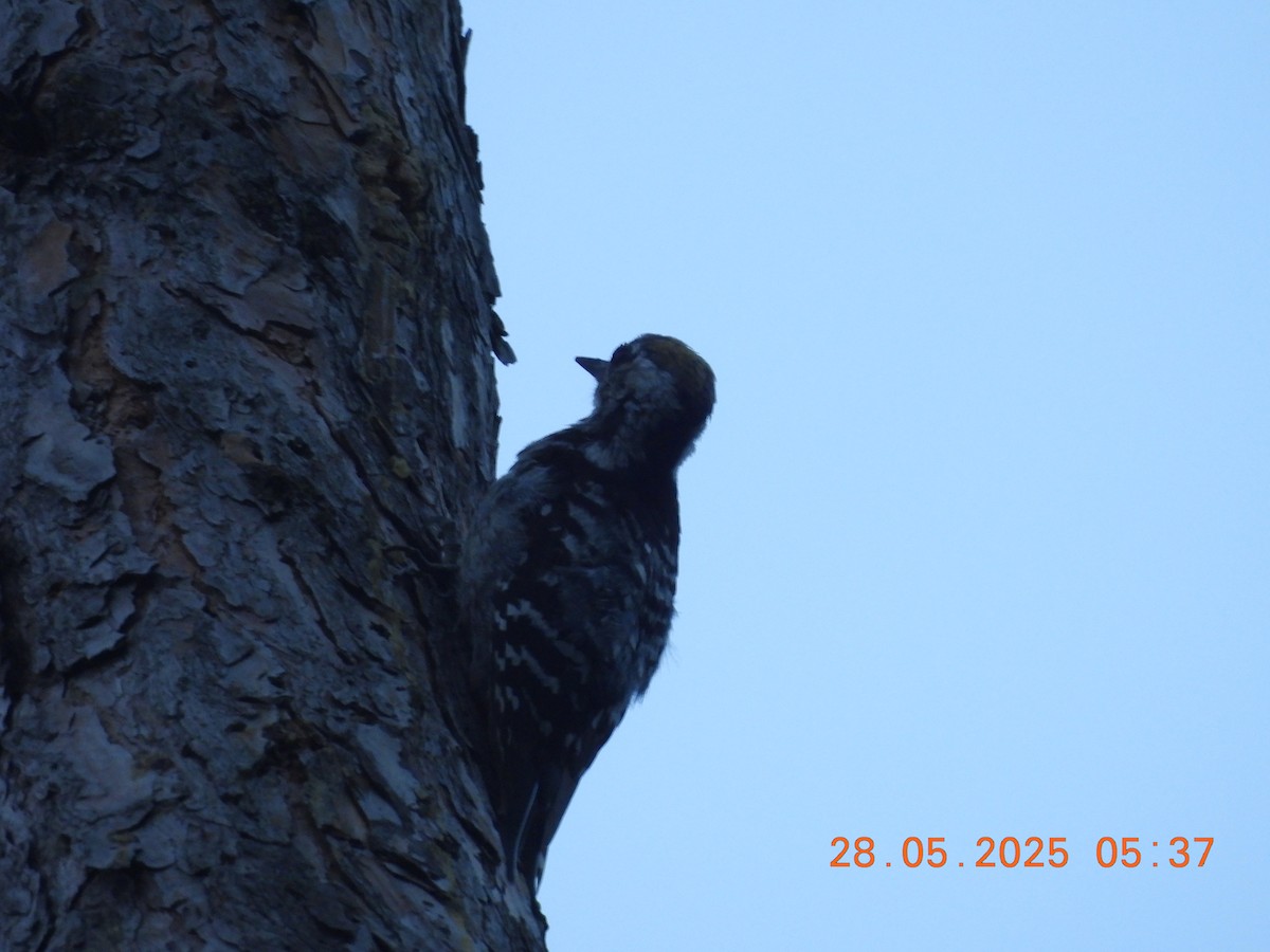 Brown-fronted Woodpecker - ML638023646