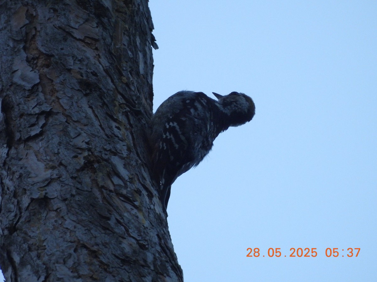 Brown-fronted Woodpecker - ML638023647
