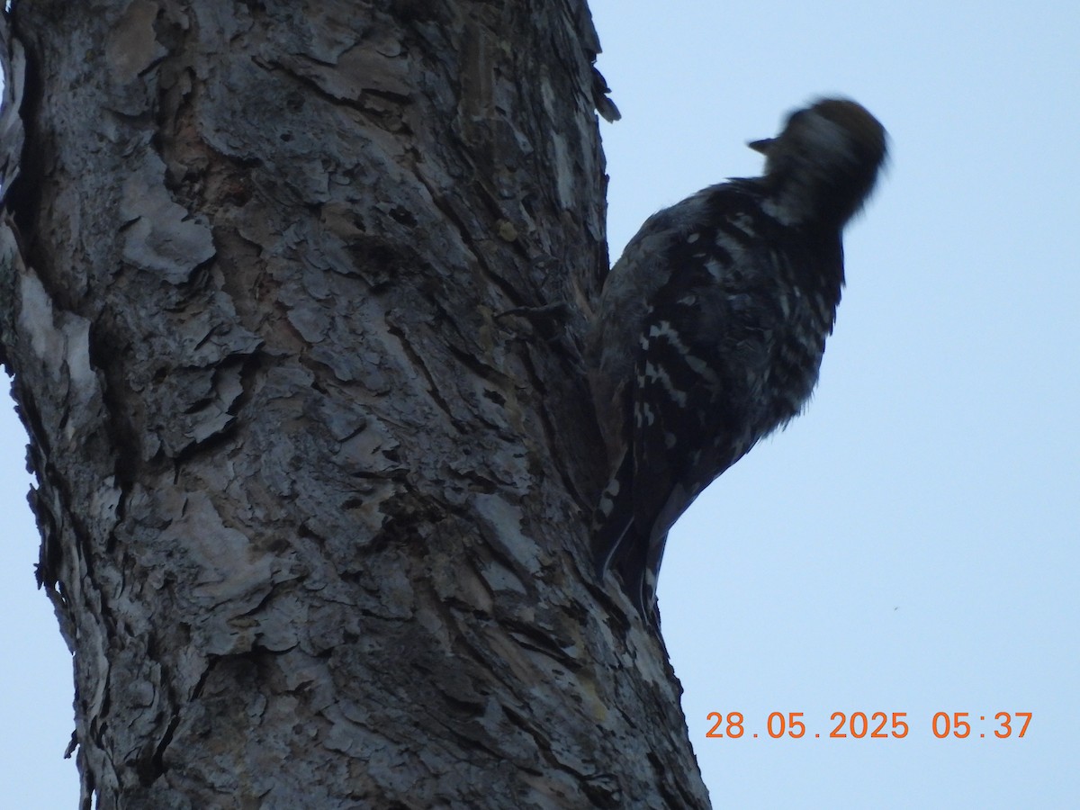 Brown-fronted Woodpecker - ML638023648