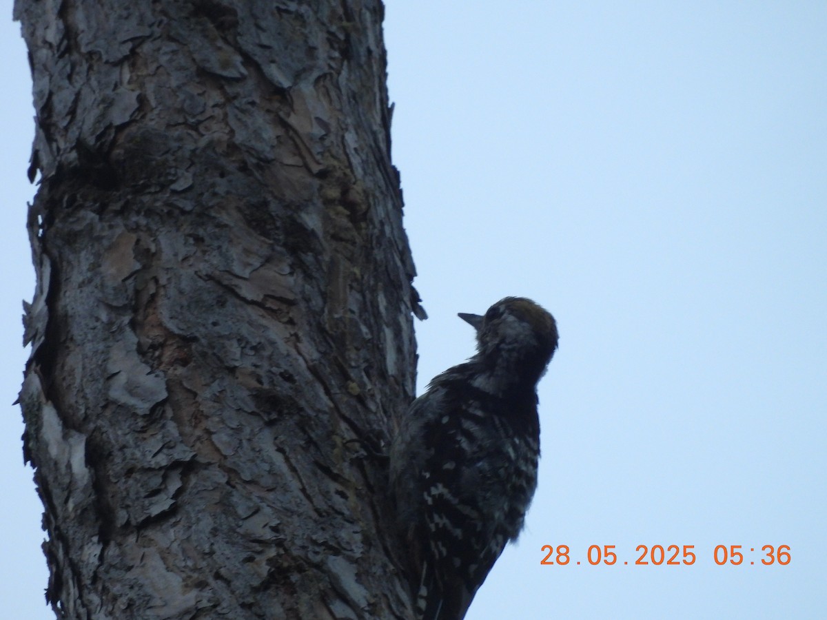 Brown-fronted Woodpecker - ML638023650