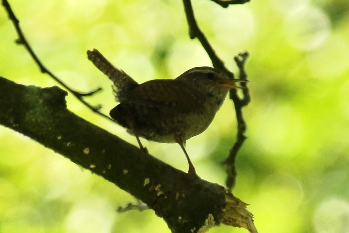 Eurasian Wren - ML638023660