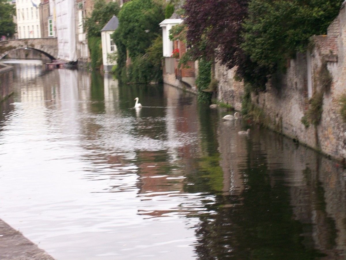 Cisne Vulgar - ML638023662