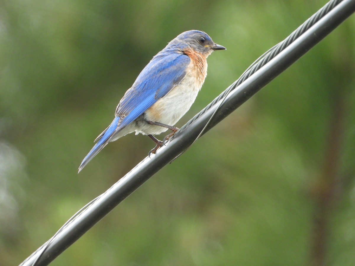Eastern Bluebird - ML638023675
