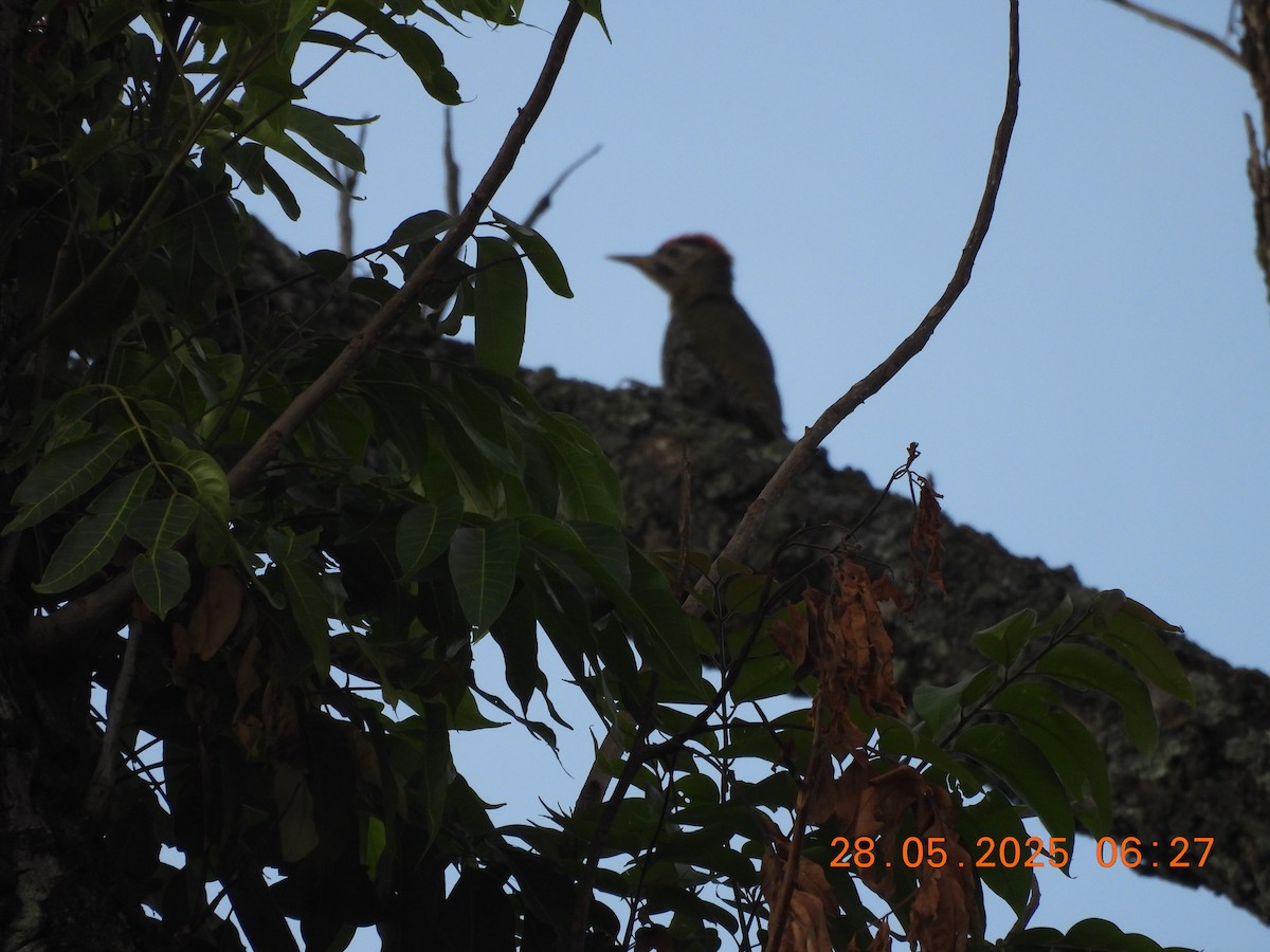 Scaly-bellied Woodpecker - ML638023681