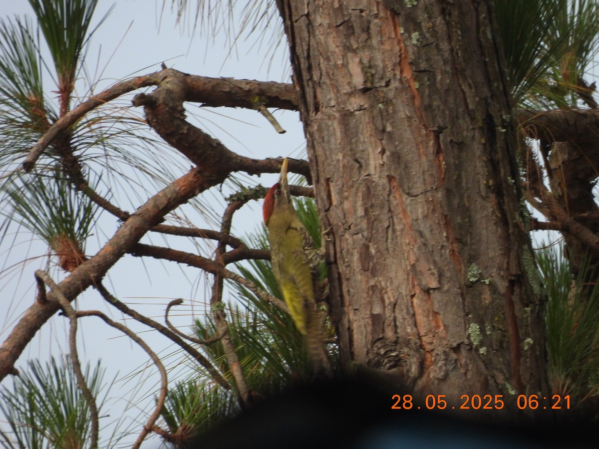 Scaly-bellied Woodpecker - ML638023683