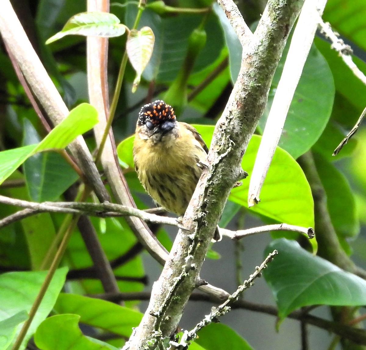 Olivaceous Piculet - ML638023692
