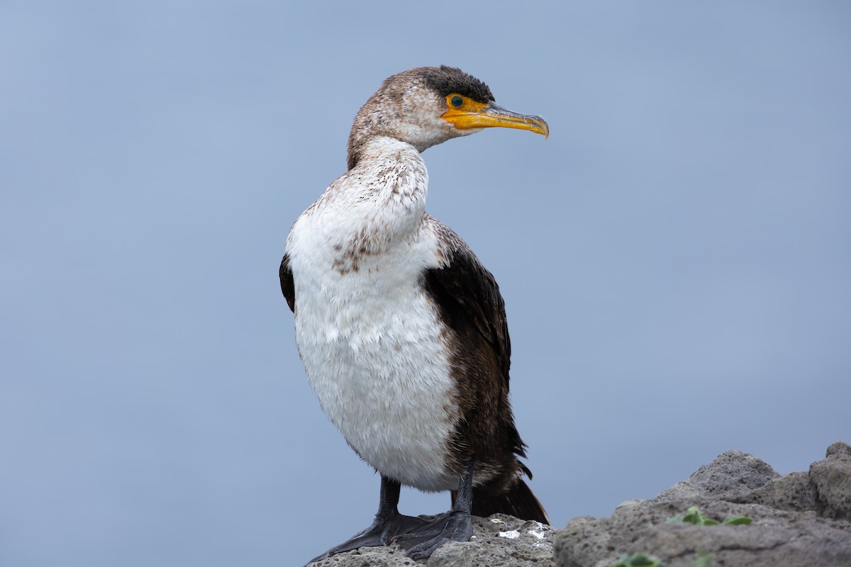 Japanese Cormorant - ML638023693