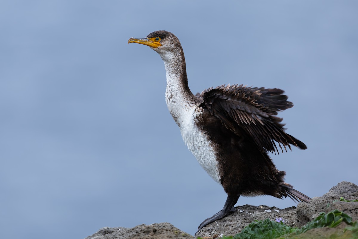 Japanese Cormorant - ML638023696