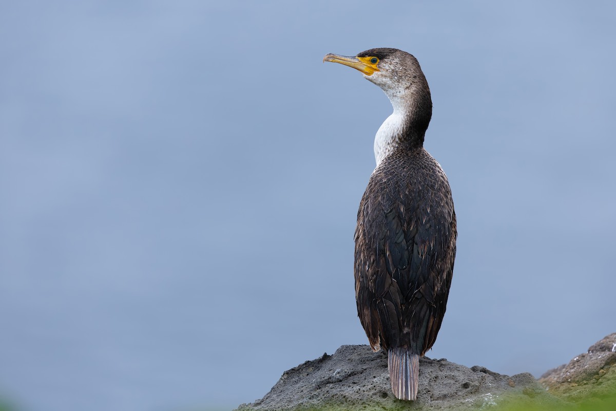 Japanese Cormorant - ML638023697