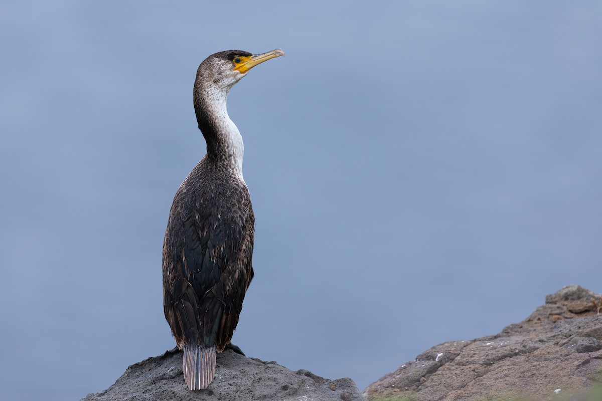 Japanese Cormorant - ML638023698