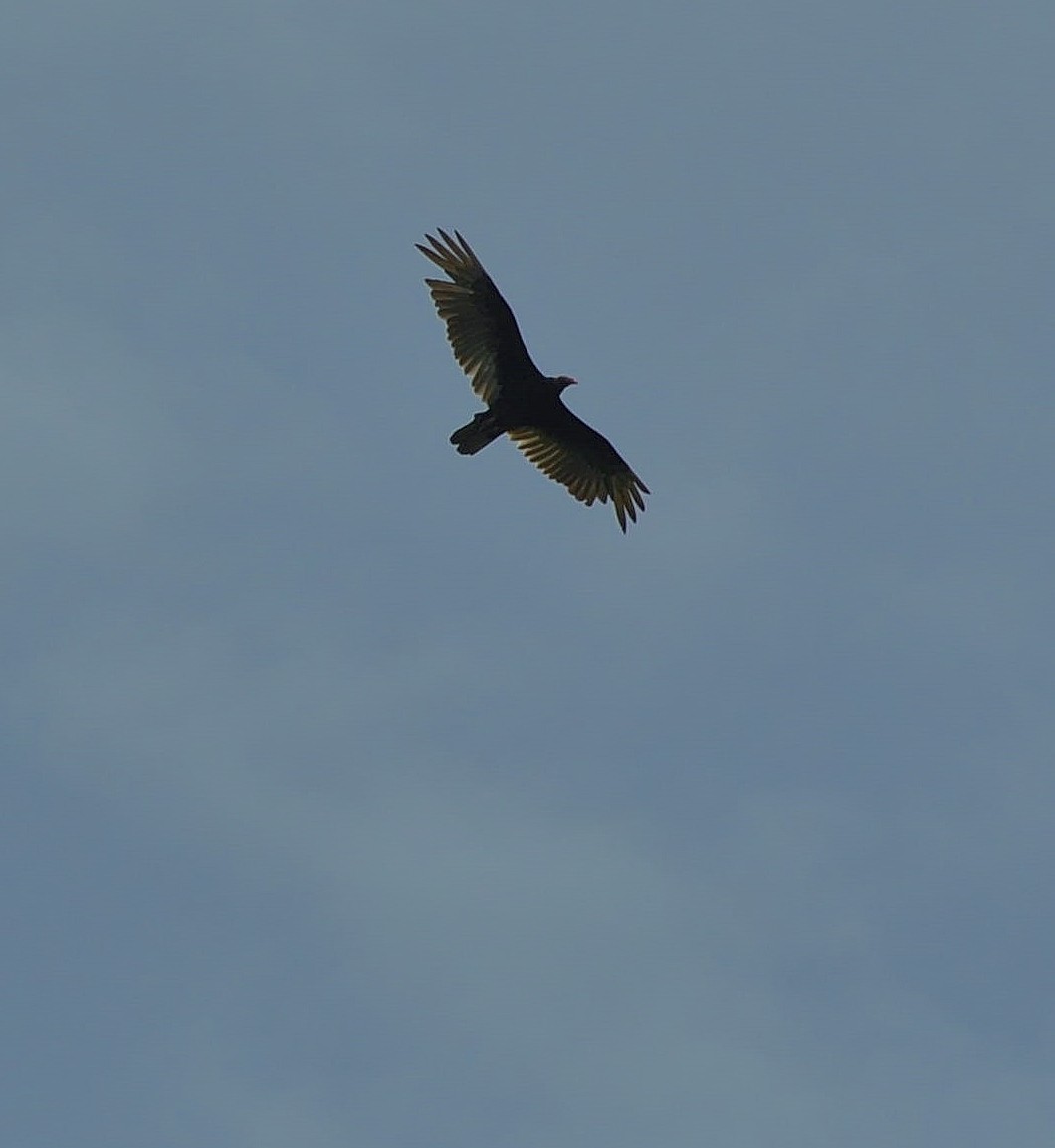 Turkey Vulture - ML638023740