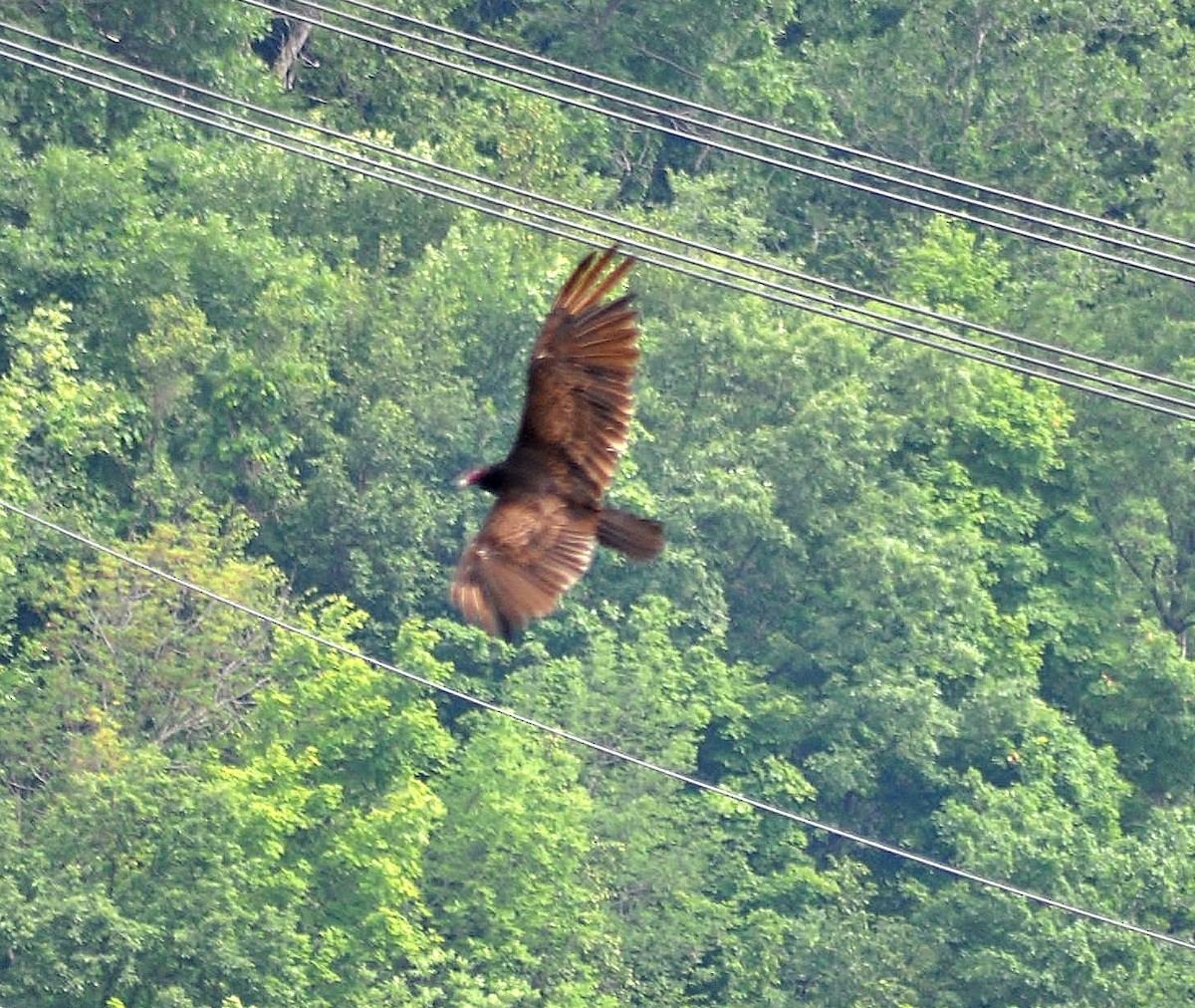 Turkey Vulture - ML638023744