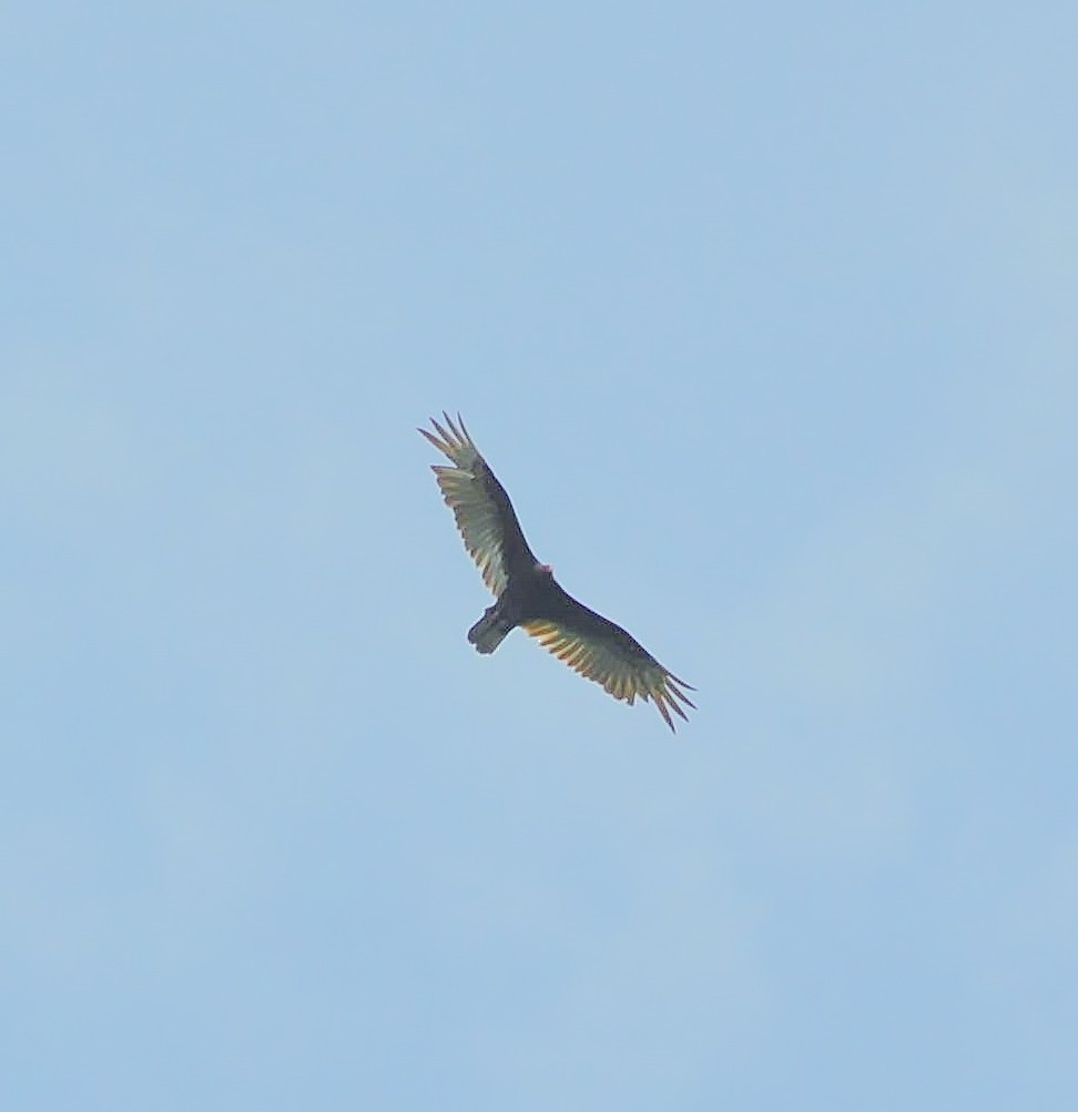 Turkey Vulture - ML638023776