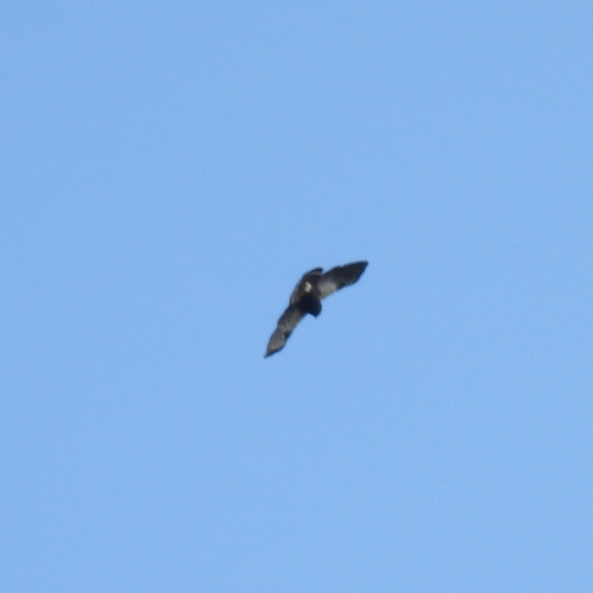 White-rumped Hawk - ML638023777