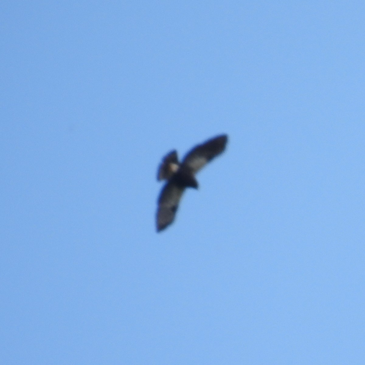 White-rumped Hawk - ML638023778