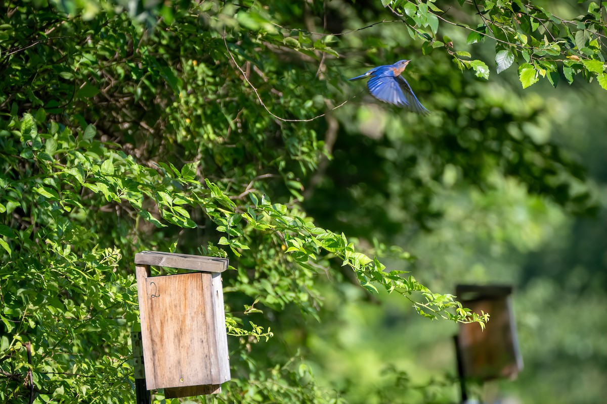 Eastern Bluebird - ML638023791