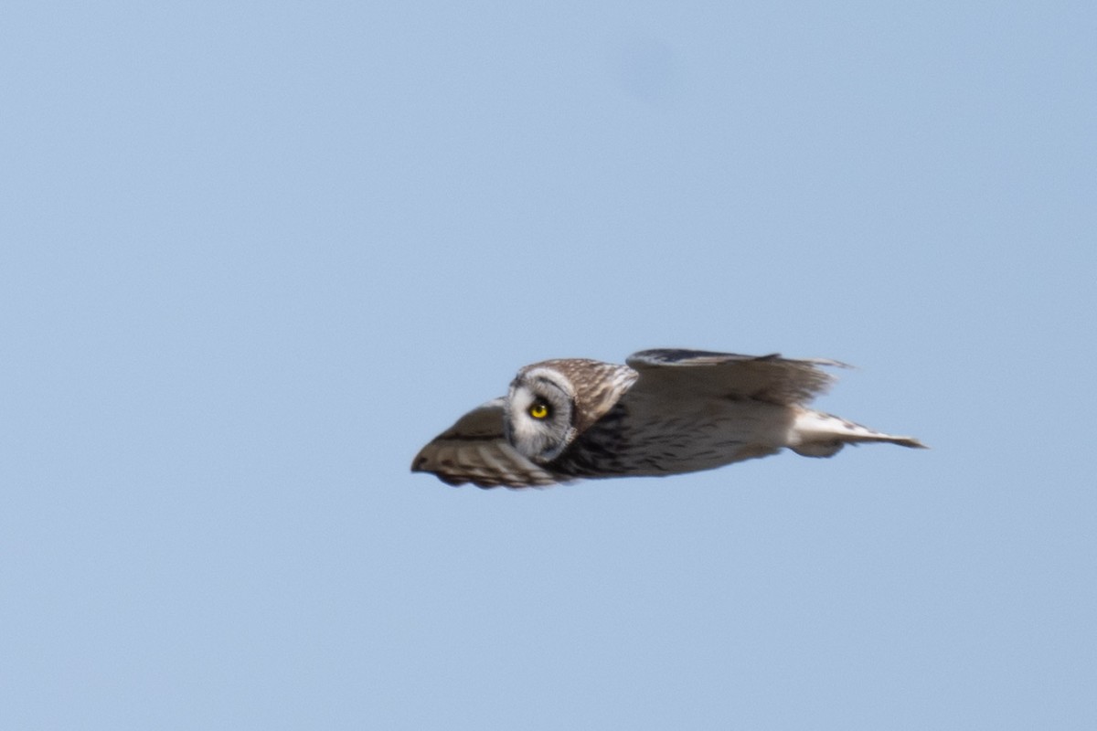Short-eared Owl - ML638023794