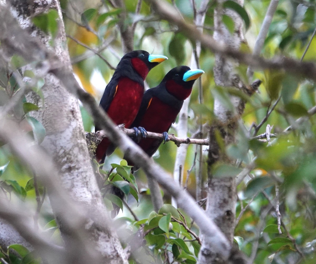 Black-and-red Broadbill - ML638023798