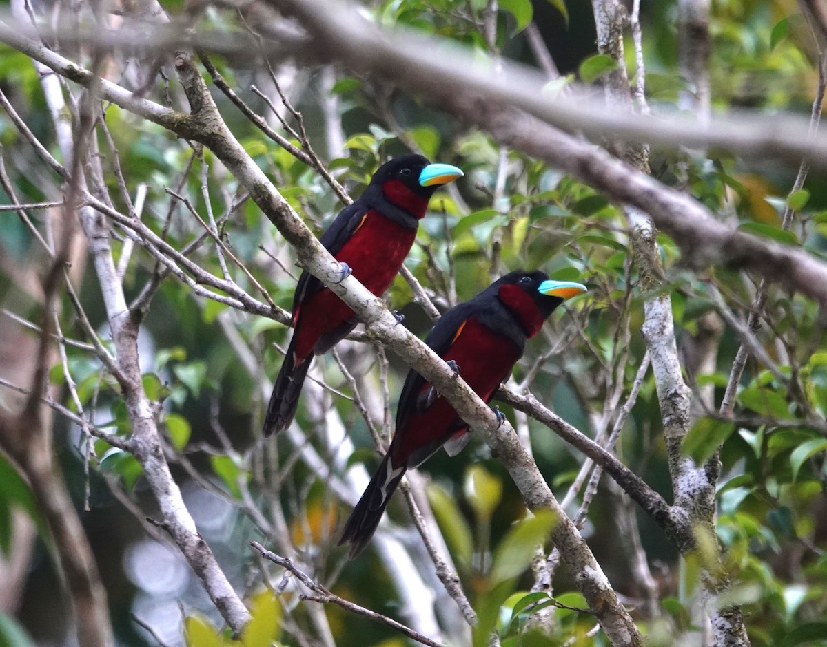 Black-and-red Broadbill - ML638023799