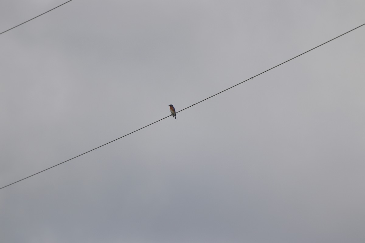 Eastern Bluebird - ML638023816