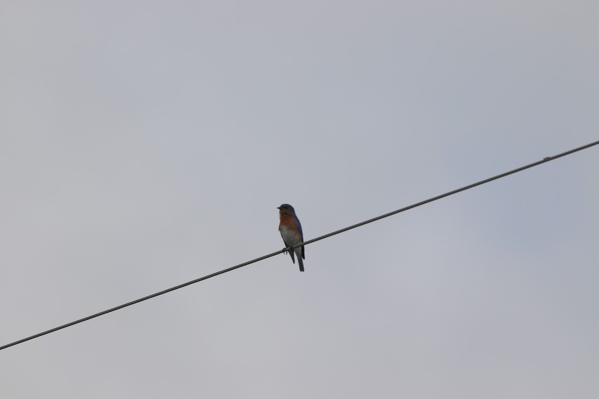 Eastern Bluebird - ML638023817