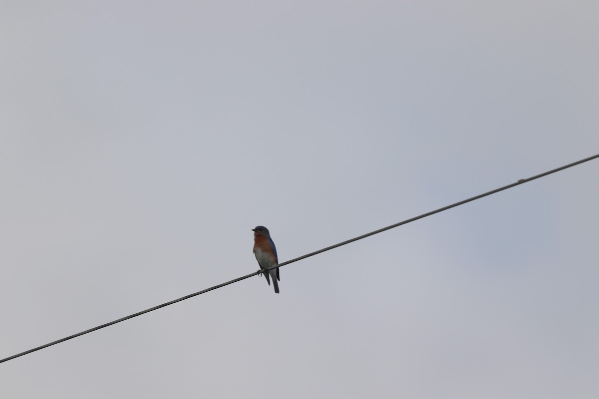 Eastern Bluebird - ML638023818