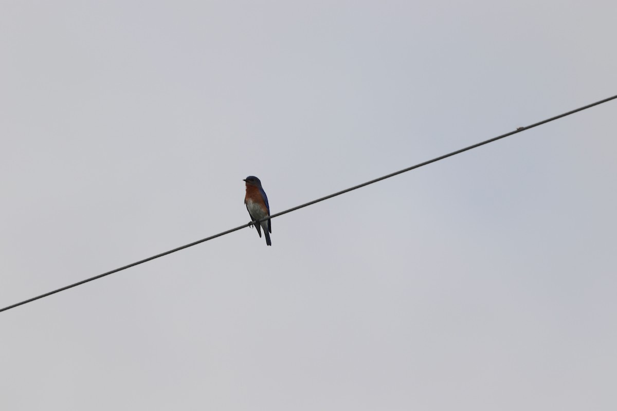 Eastern Bluebird - ML638023820