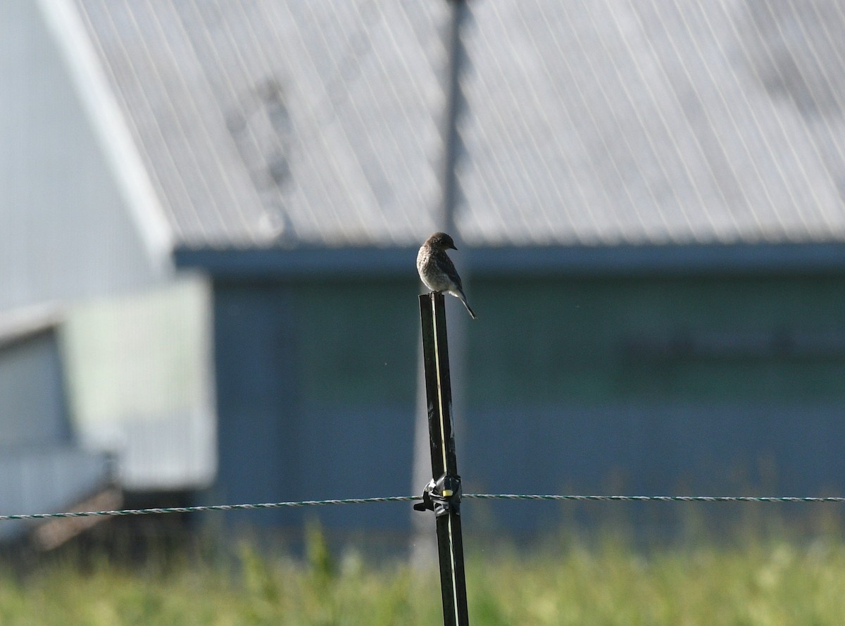 Eastern Bluebird - ML638023844