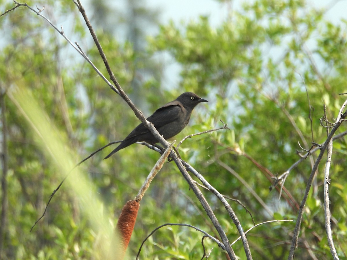 Rusty Blackbird - ML638023846