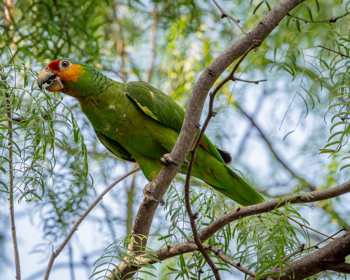 Red-lored Amazon - ML638023901