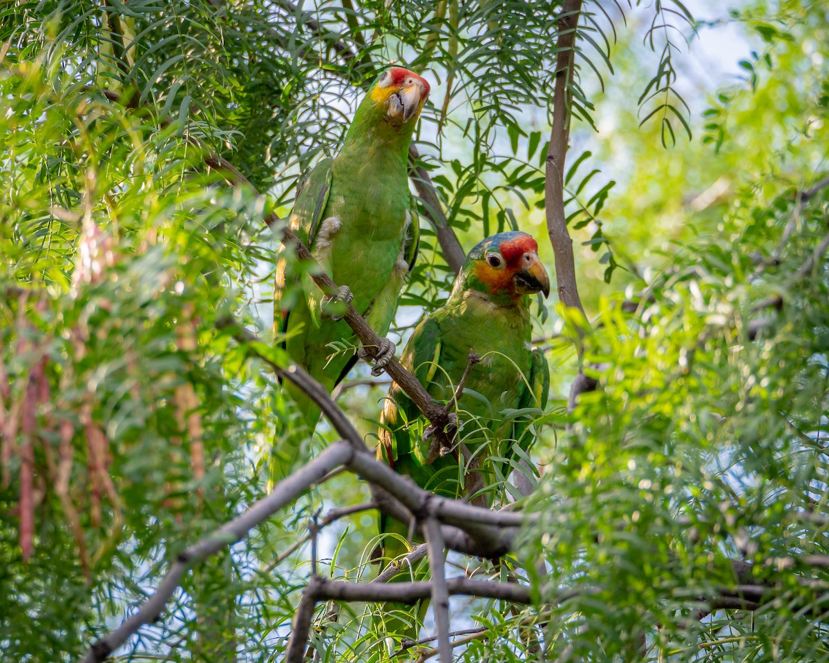 Red-lored Amazon - ML638023903