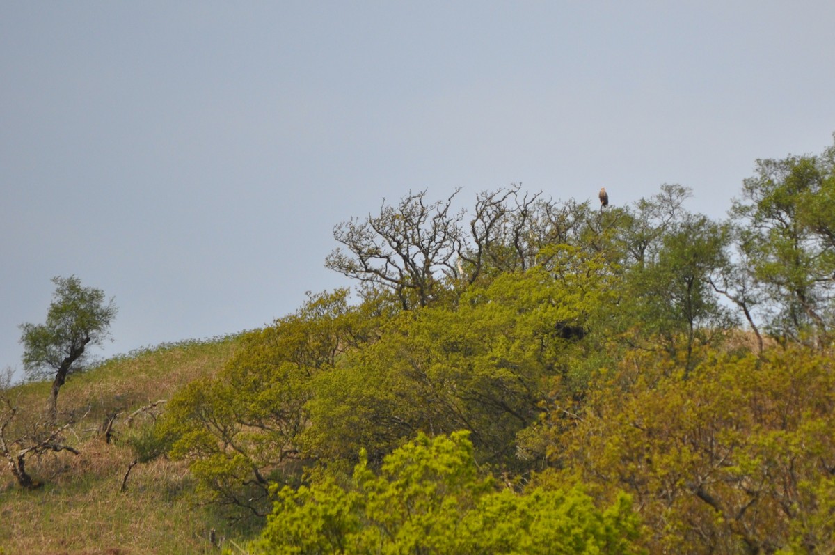 White-tailed Eagle - ML638023924