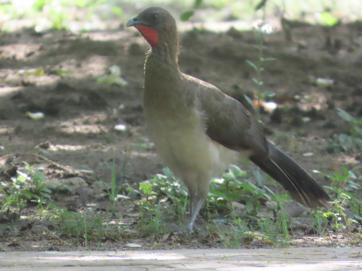 Chestnut-winged Chachalaca - ML638023951