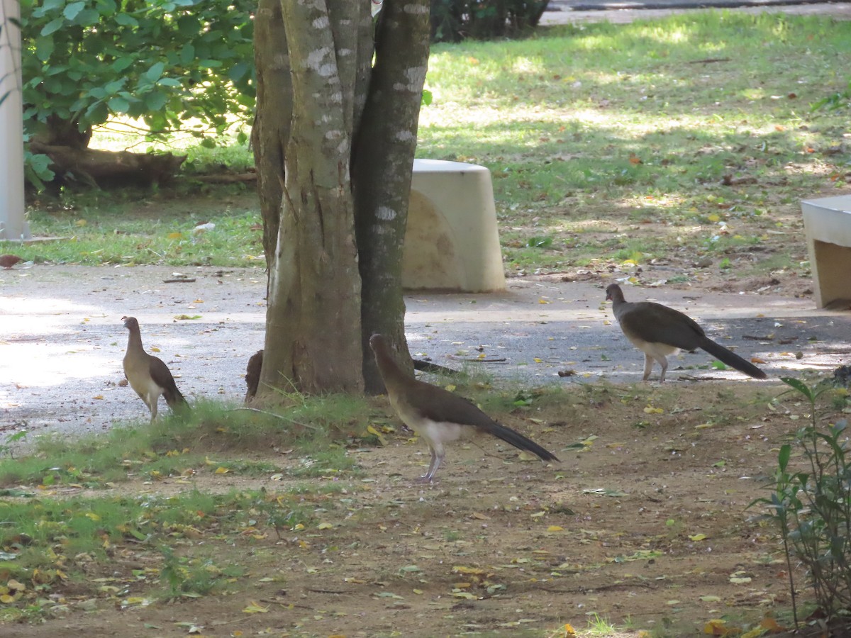 Chestnut-winged Chachalaca - ML638023952