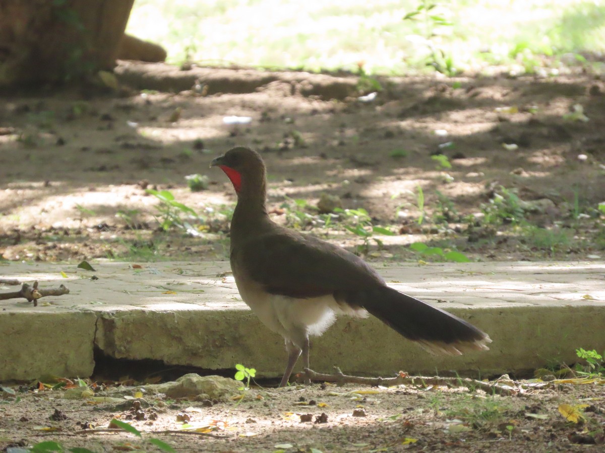 Chestnut-winged Chachalaca - ML638023953