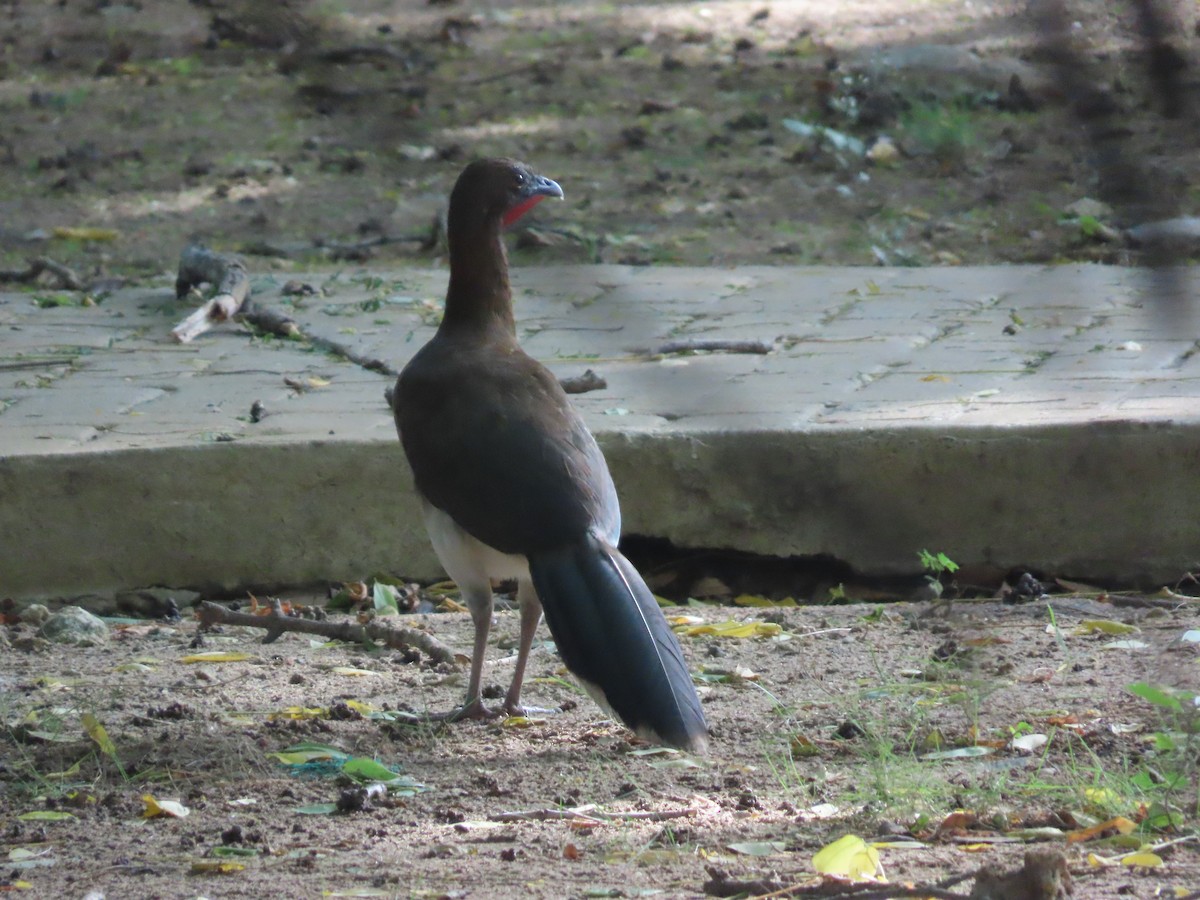 Chestnut-winged Chachalaca - ML638023955