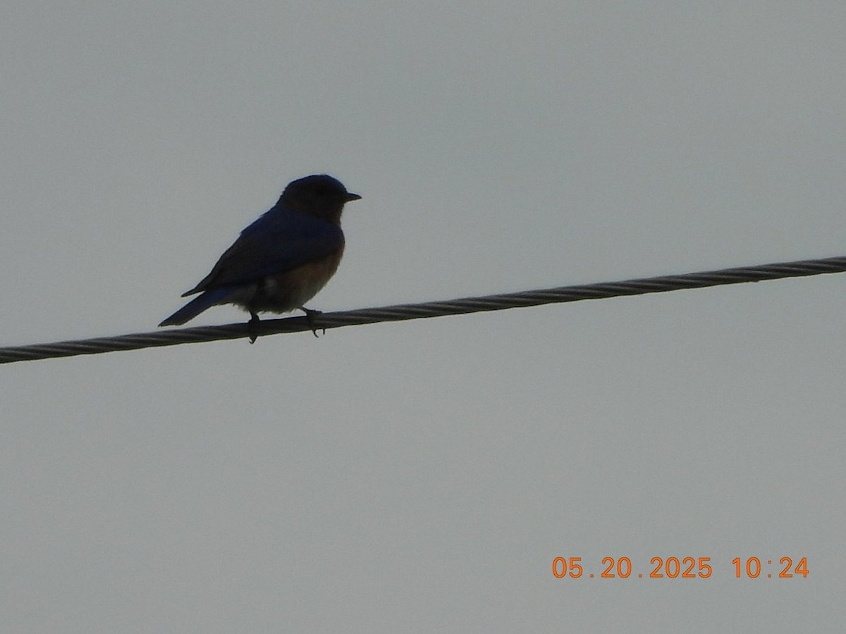 Eastern Bluebird - ML638023991