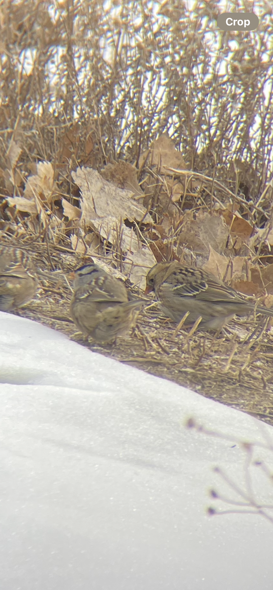 Harris's Sparrow - ML638023993