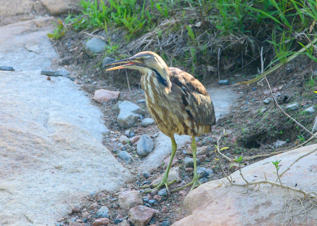 American Bittern - ML638024032