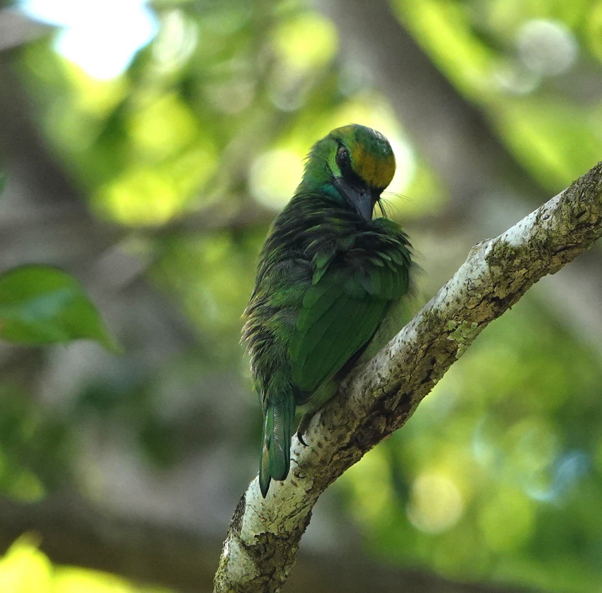 Yellow-crowned Barbet - ML638024033