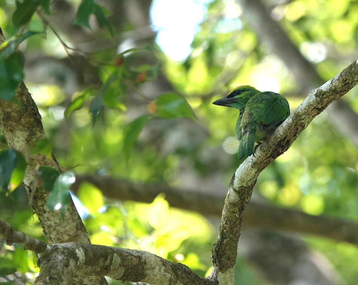 Yellow-crowned Barbet - ML638024034