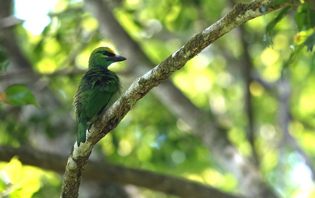 Yellow-crowned Barbet - ML638024035