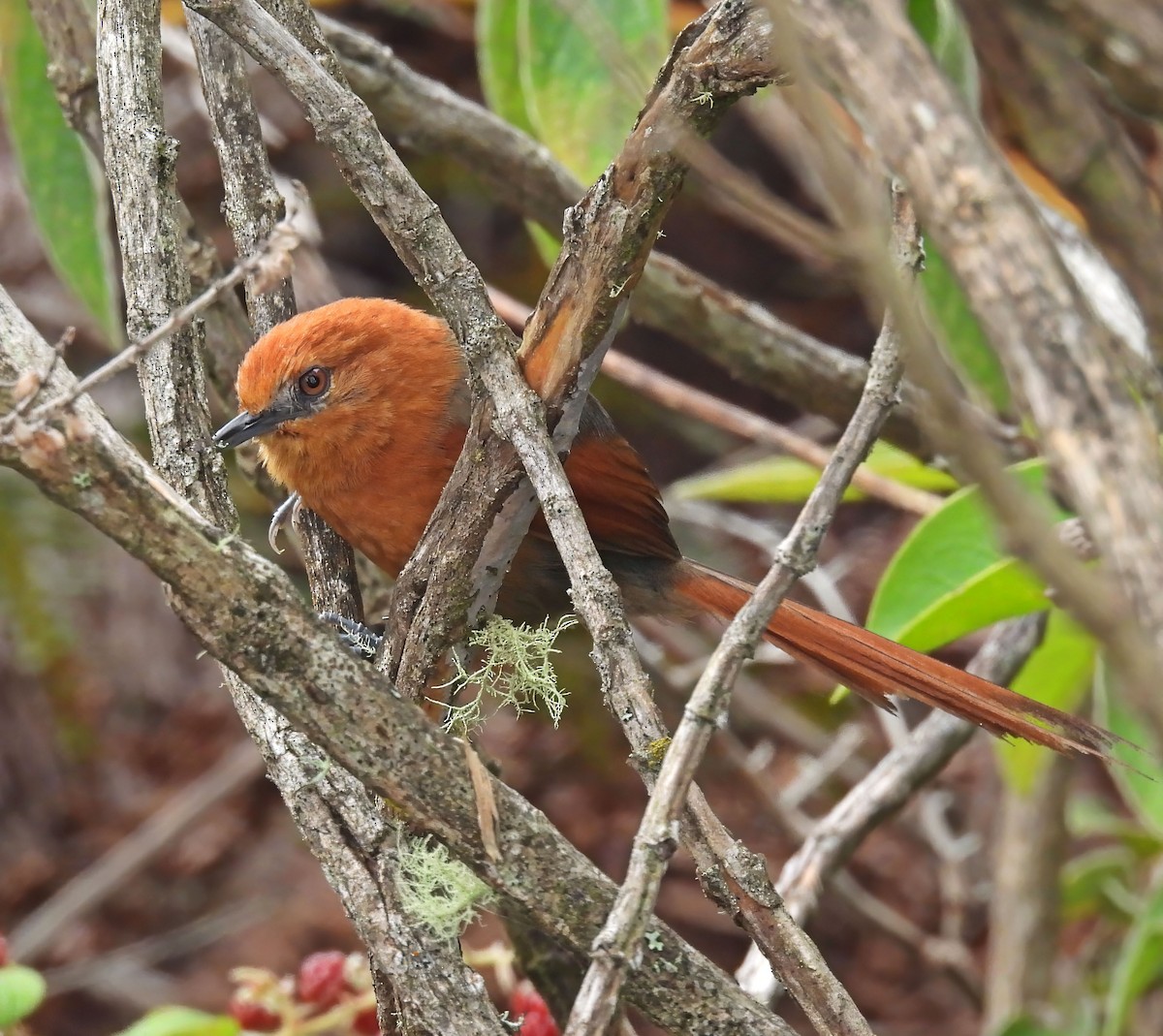 Rusty-headed Spinetail - ML638024040