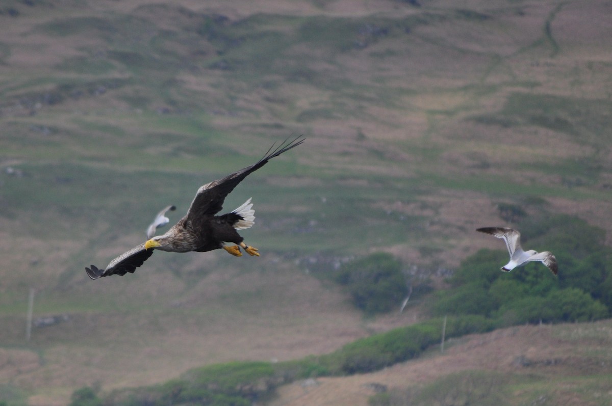 White-tailed Eagle - ML638024088